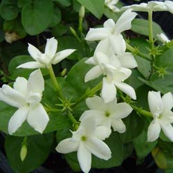 Jasminum sambac